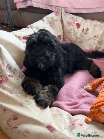 Cockapoo dogs - Advert 1