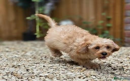 Cavapoo dogs for sale: Miniature cavapoo - Image 3