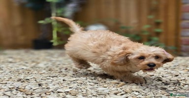 Cavapoo dogs - Advert 8