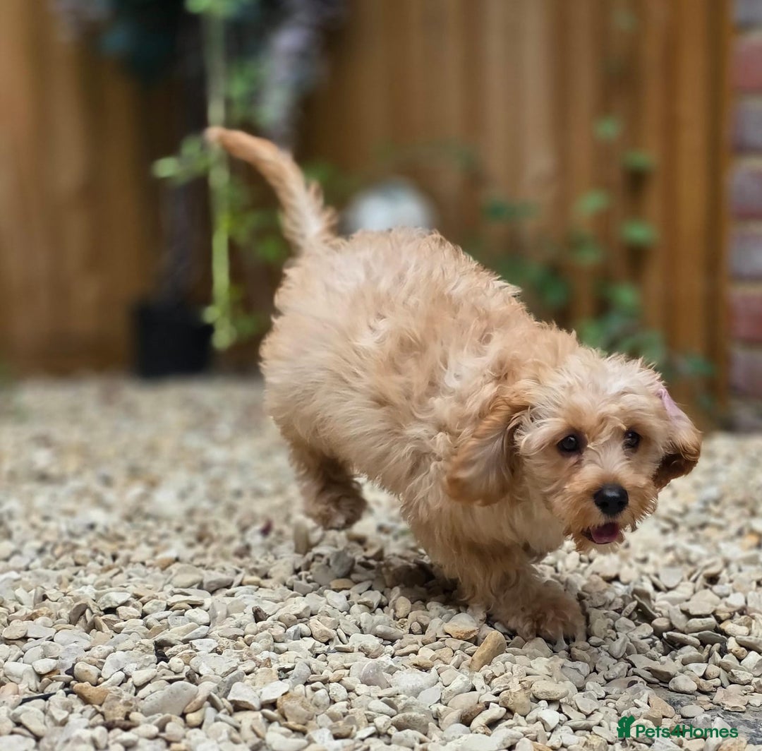 Cavapoo dogs for sale: Miniature cavapoo - Image 3