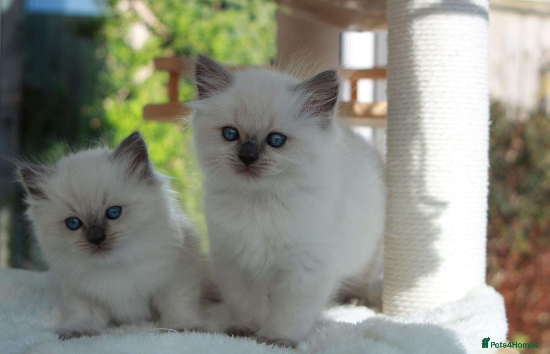 Ragdoll cats GCCF Reg Ragdoll Kittens – Outstanding GrCh Lines - Advert 1