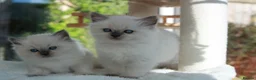 Ragdoll cats for sale: GCCF Reg Ragdoll Kittens – Outstanding GrCh Lines in Droitwich - Advert 1