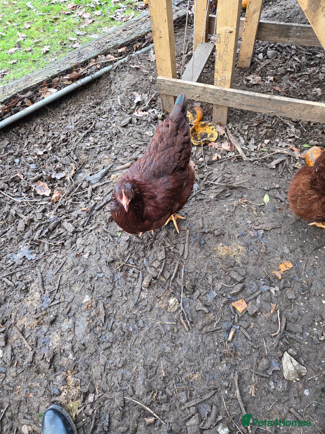 Chickens poultry for sale: Rhode Island Red POL - Advert 3