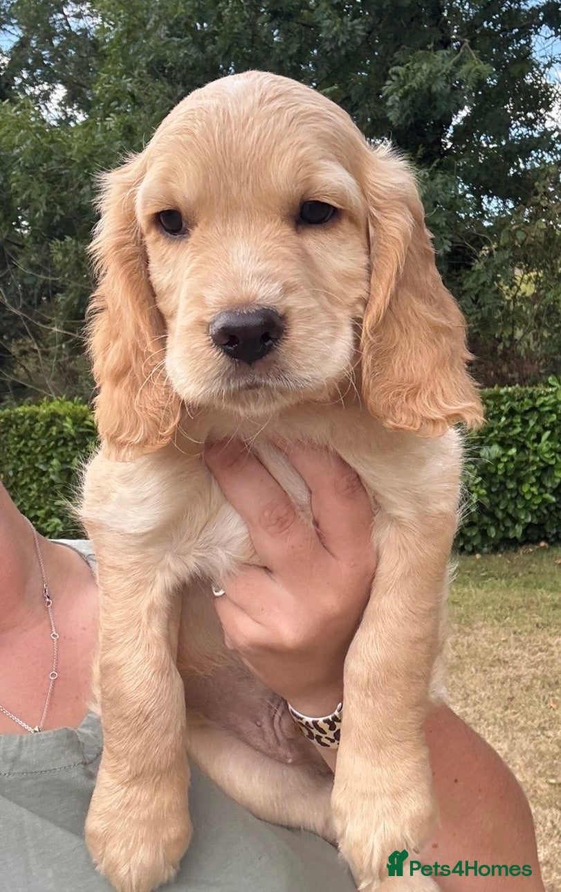 Sprocker dogs 🐾 Beautiful Sprocker Spaniel Puppies 🐾 - Advert 5