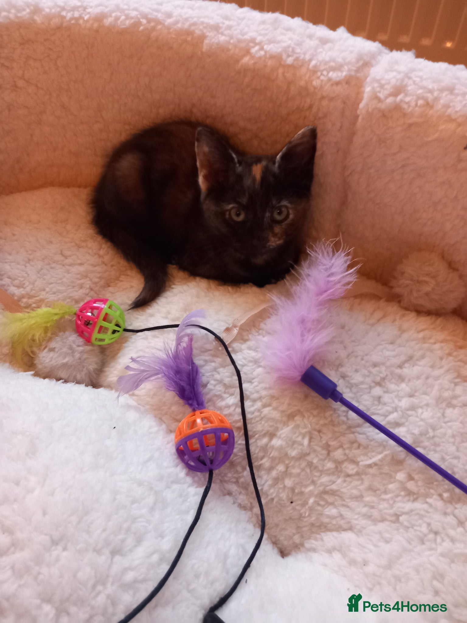 Mixed Breed cats Goldie and Meg have had their gorgeous kittens - Advert 13