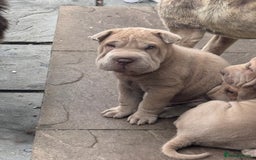 Shar Pei dogs for sale: STUNNING QUALITY PUREBRED SHAR PEI PUPS - Image 4