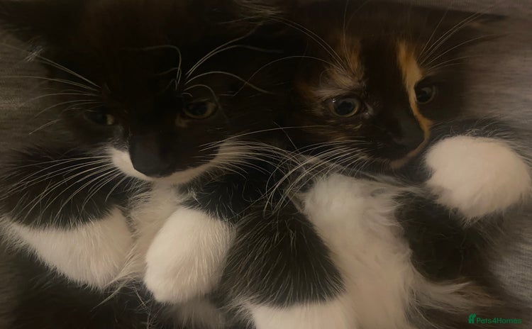 American Shorthair cats - Advert 2