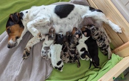 Mixed Breed dogs for sale: 6 stunning jackshund puppies ready to leave now - Image 8