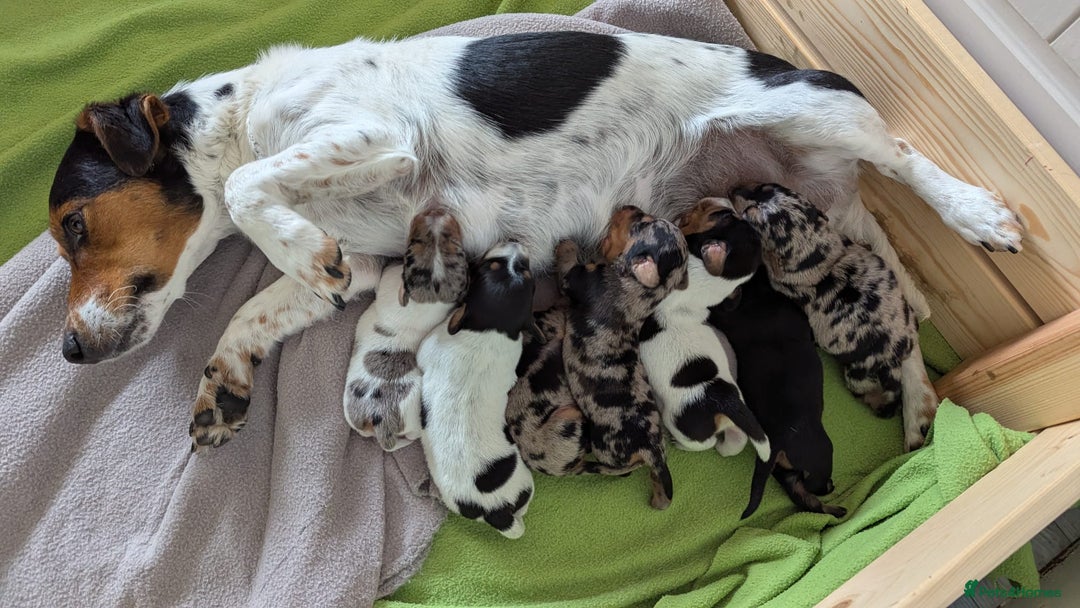 Mixed Breed dogs for sale: 6 stunning jackshund puppies ready to leave now - Image 8