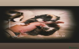 Mixed Breed cats for sale: Mixed kittens Bsh x Persian  - Image 4