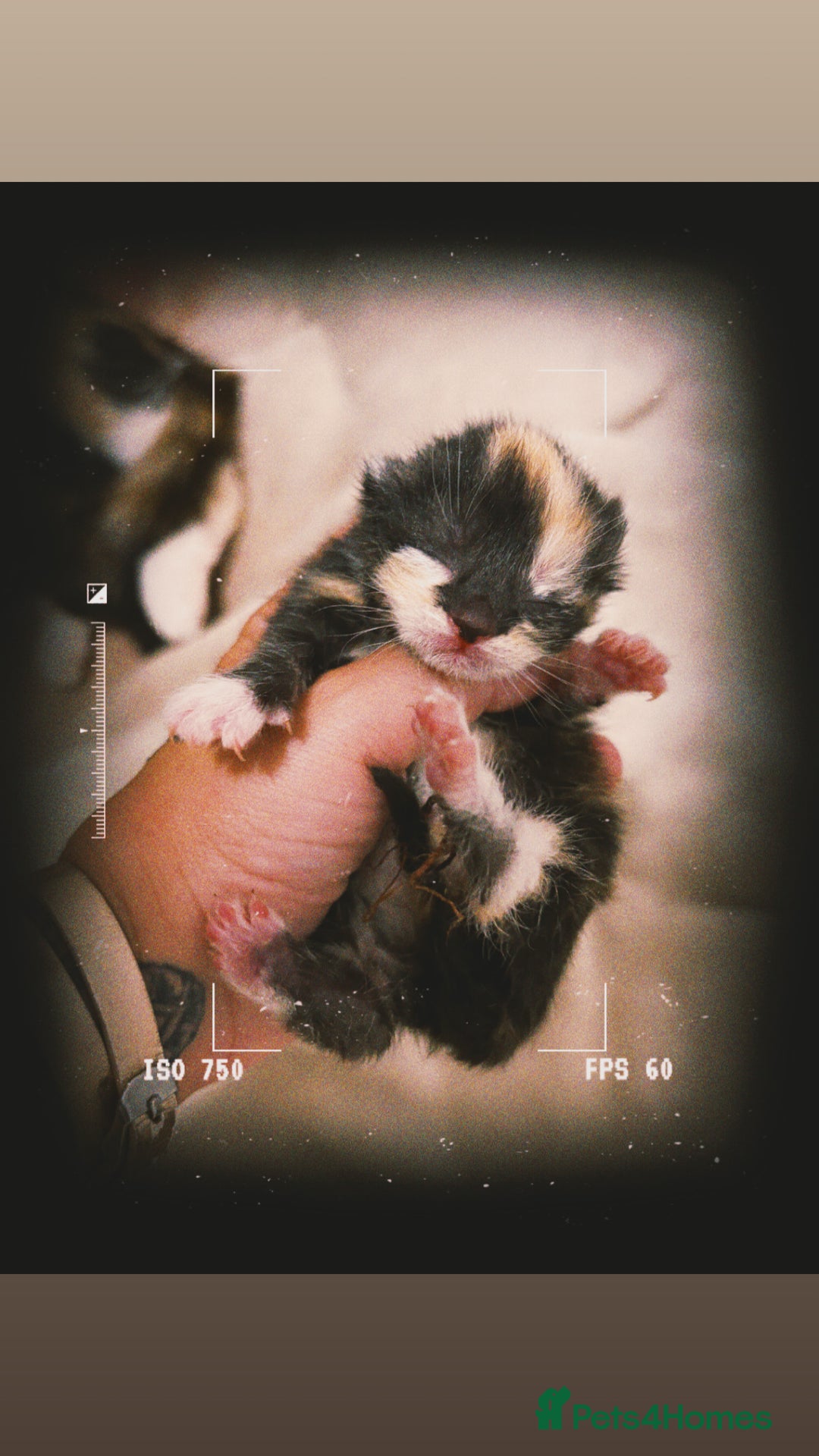 Mixed Breed cats for sale: Mixed kittens Bsh x Persian  - Image 4