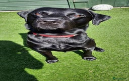 Labrador Retriever dogs for stud: Health tested Labrador retriever proven stud in Kirkliston - Image 12