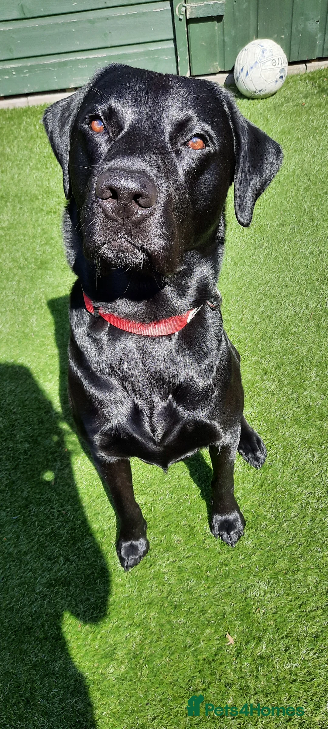 Labrador Retriever dogs for stud: Health tested Labrador retriever proven stud in Kirkliston - Advert 12