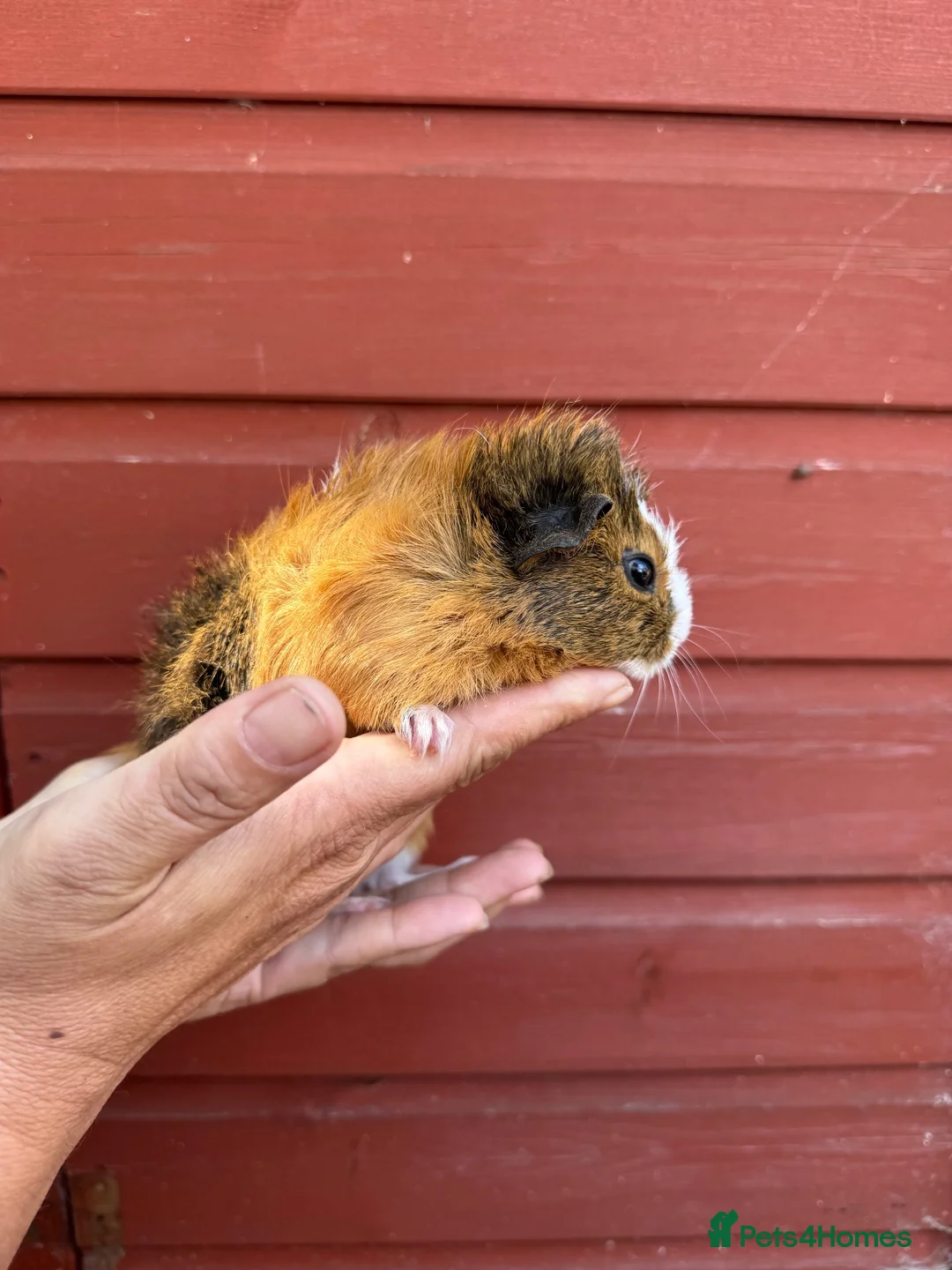 Guinea Pig rodents for sale: Female guinea pigs - Advert 5