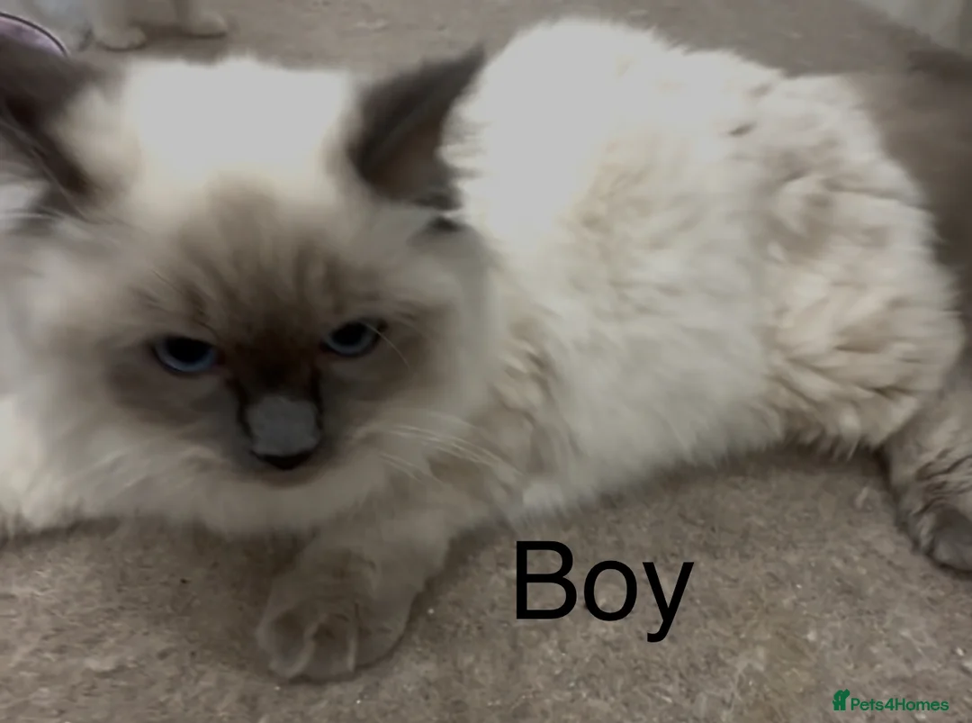 Ragdoll cats for sale: 2 Ragdoll kittens - Advert 5