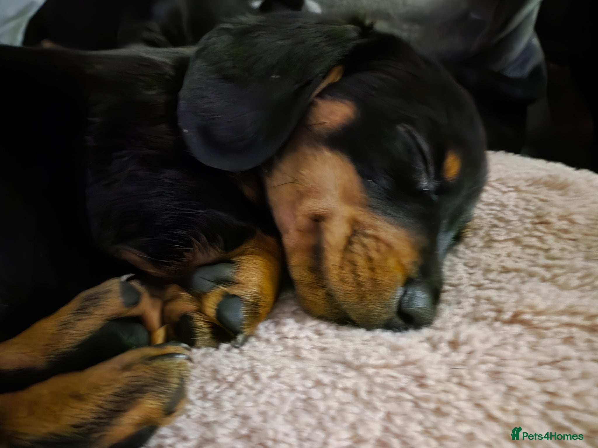 Miniature Dachshund dogs **1 girl left** Miniature Dachshunds - Advert 2