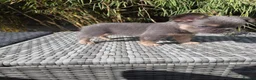 French Bulldog dogs for sale: 4 Stunning Full Fluffy Frenchie Pups - Advert 21