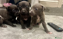 Italian Greyhound dogs for sale: Itlaian greyhound puppy's for sale - Image 6
