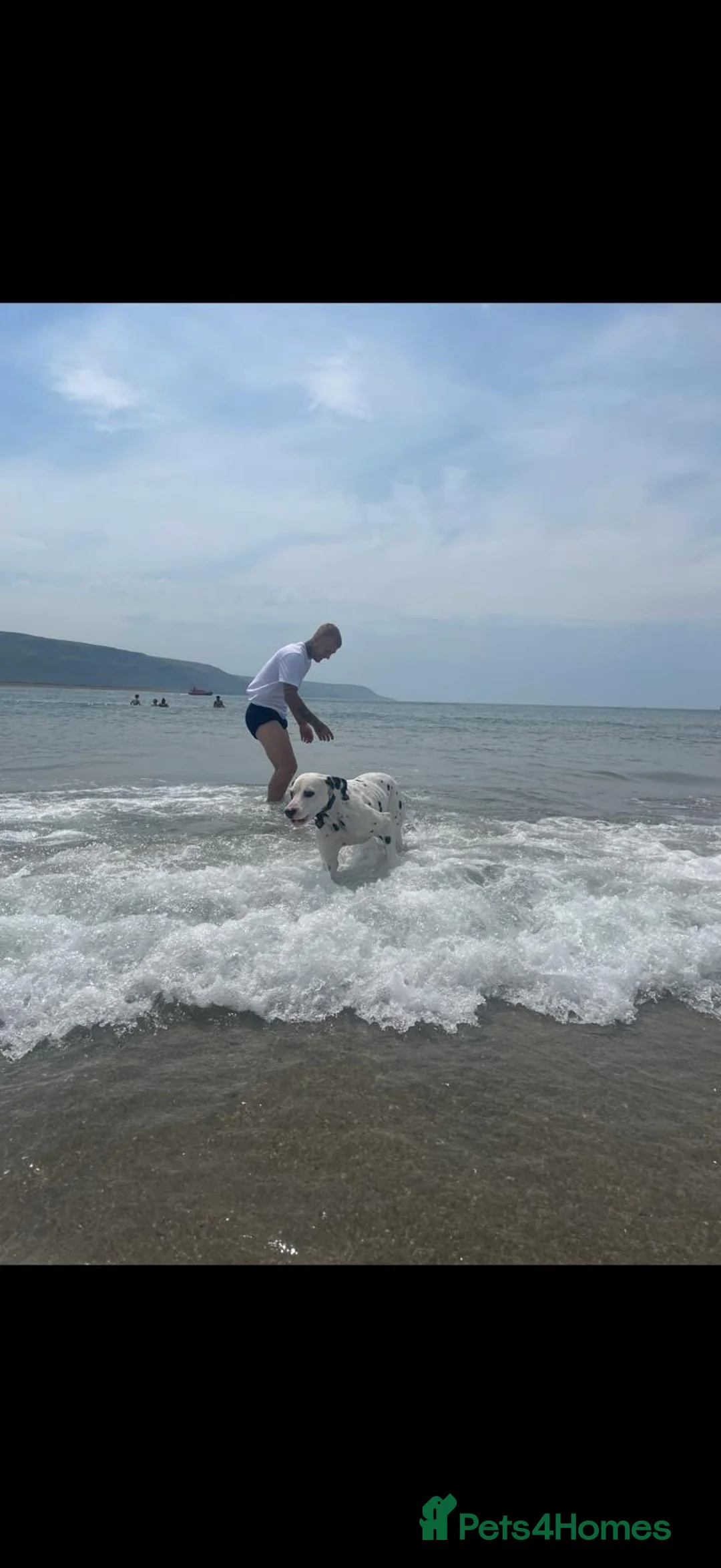 Dalmatian dogs for sale: Male Dalmatian  - Advert 4