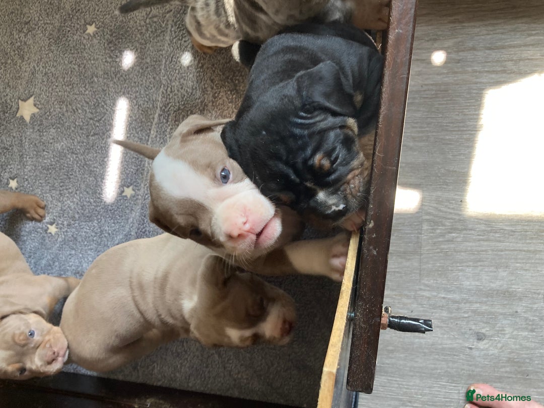 Olde English Bulldogge dogs for sale: Old English bulldog puppies - Image 19