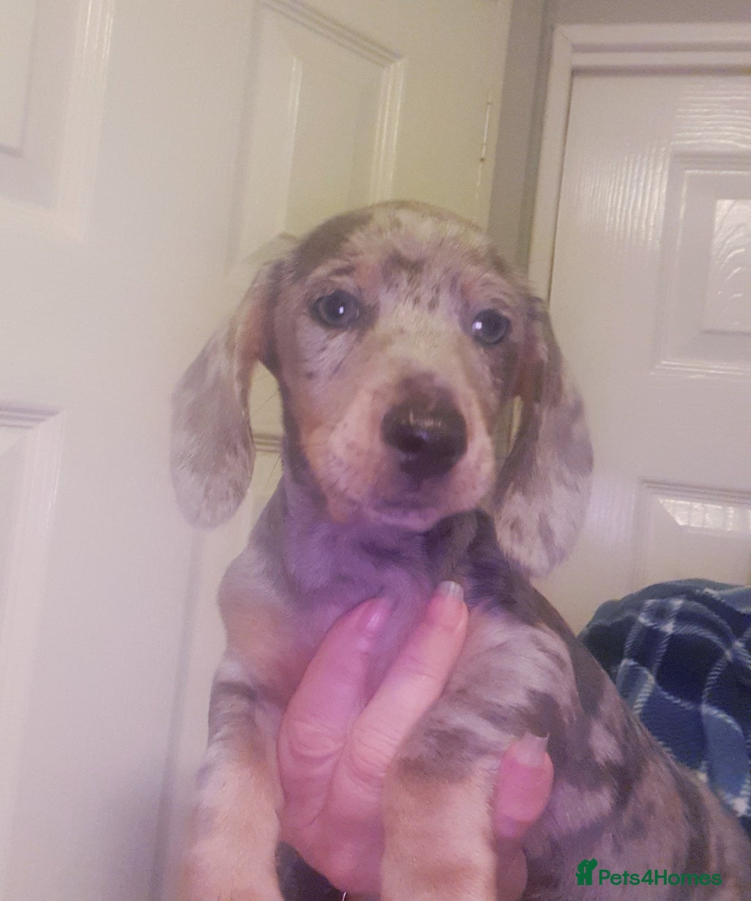 Dachshund dogs for sale: Miniature Dachshund puppies  - Advert 2