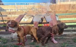 Sprocker dogs for sale: Sprocker  - Image 4