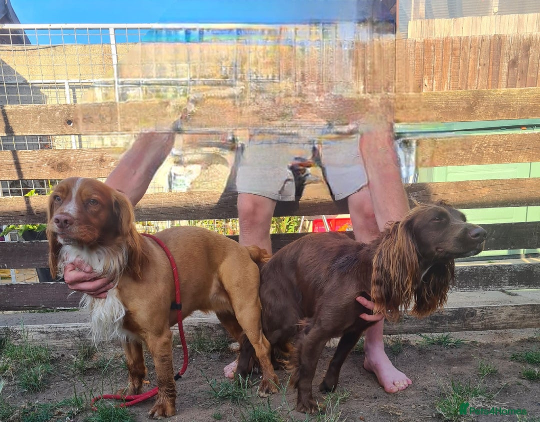 Sprocker dogs for sale: Sprocker  - Image 4