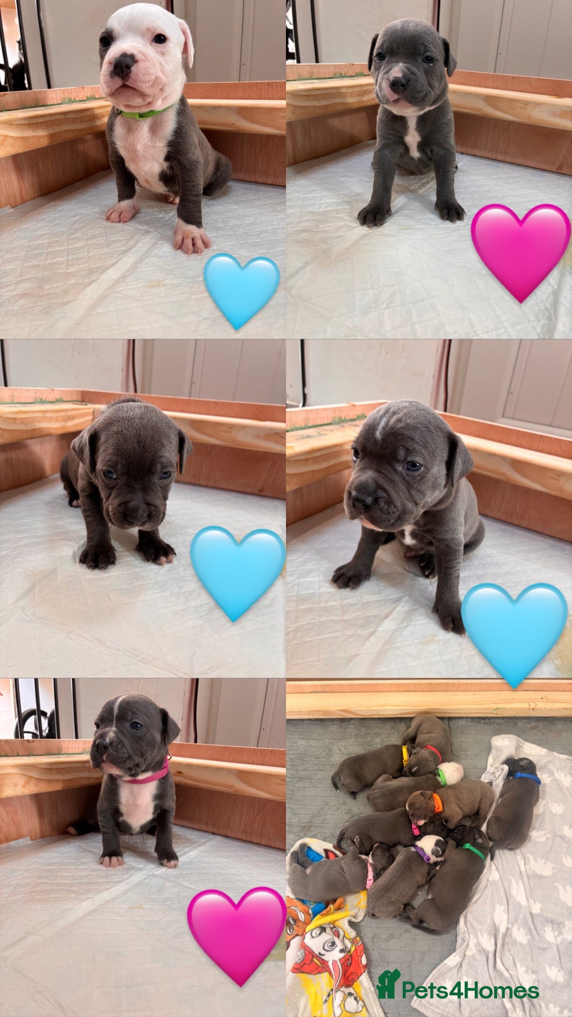 Staffordshire Bull Terrier dogs 🩵beautiful blue staffie puppies💙 - Advert 1