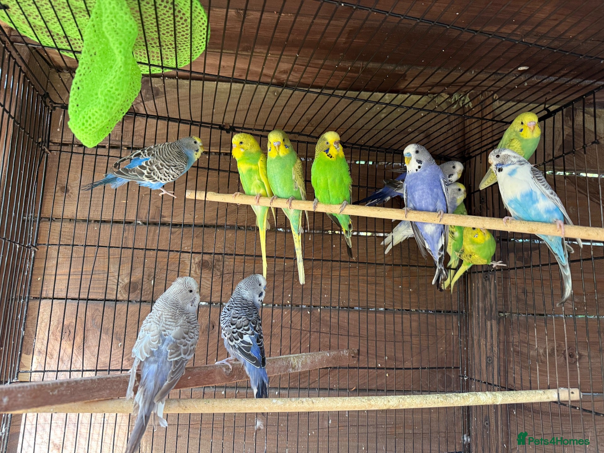 Budgerigars birds for sale: Budgies for sale  - Advert 2