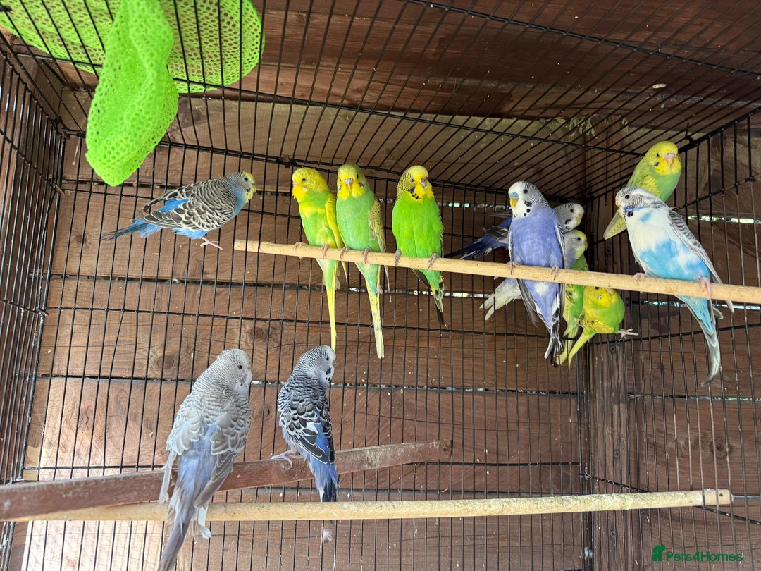 Budgerigars birds for sale: Budgies for sale  - Advert 1