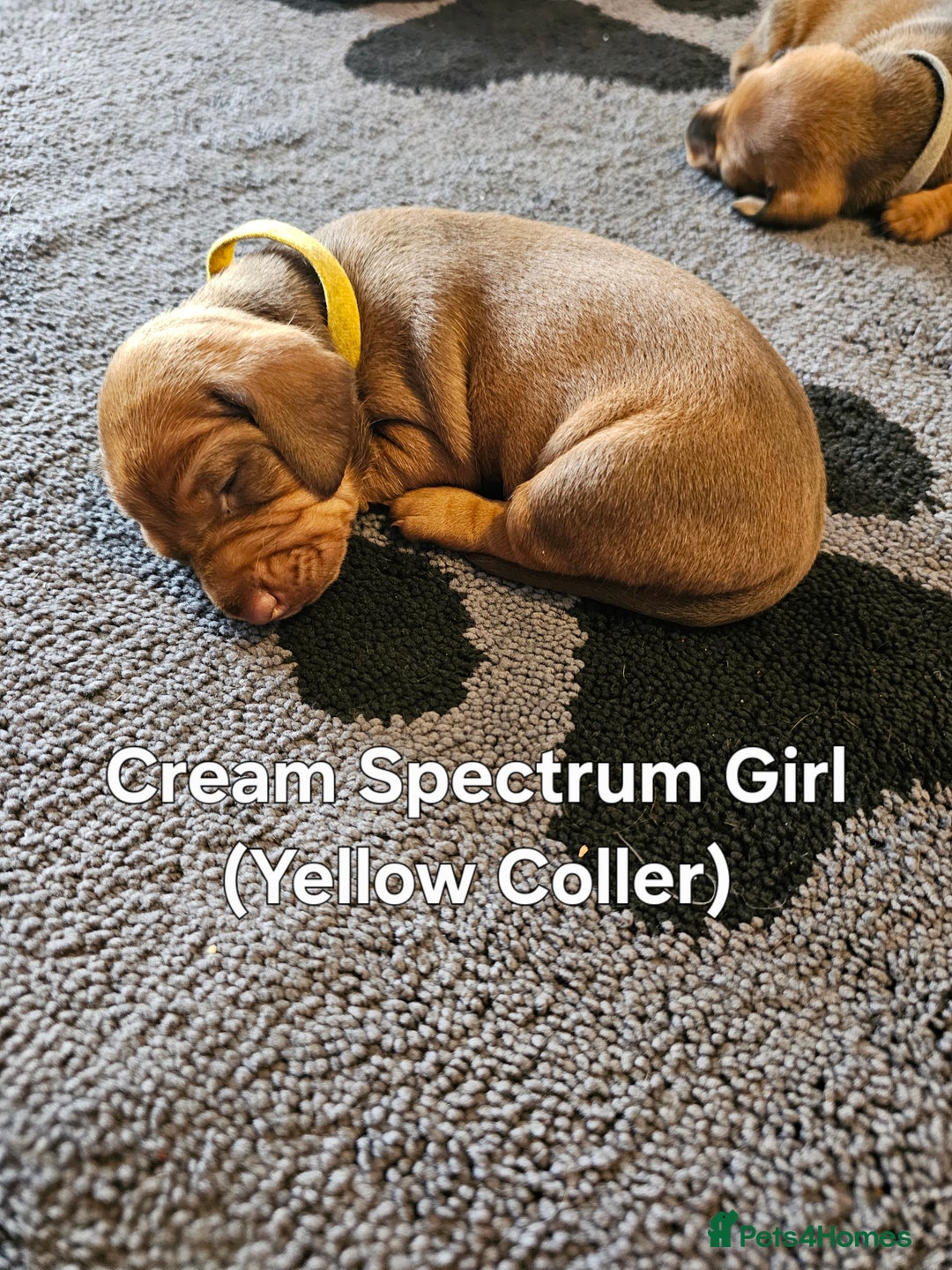 Dachshund dogs for sale: Dachshund Puppies for sale  - Image 9