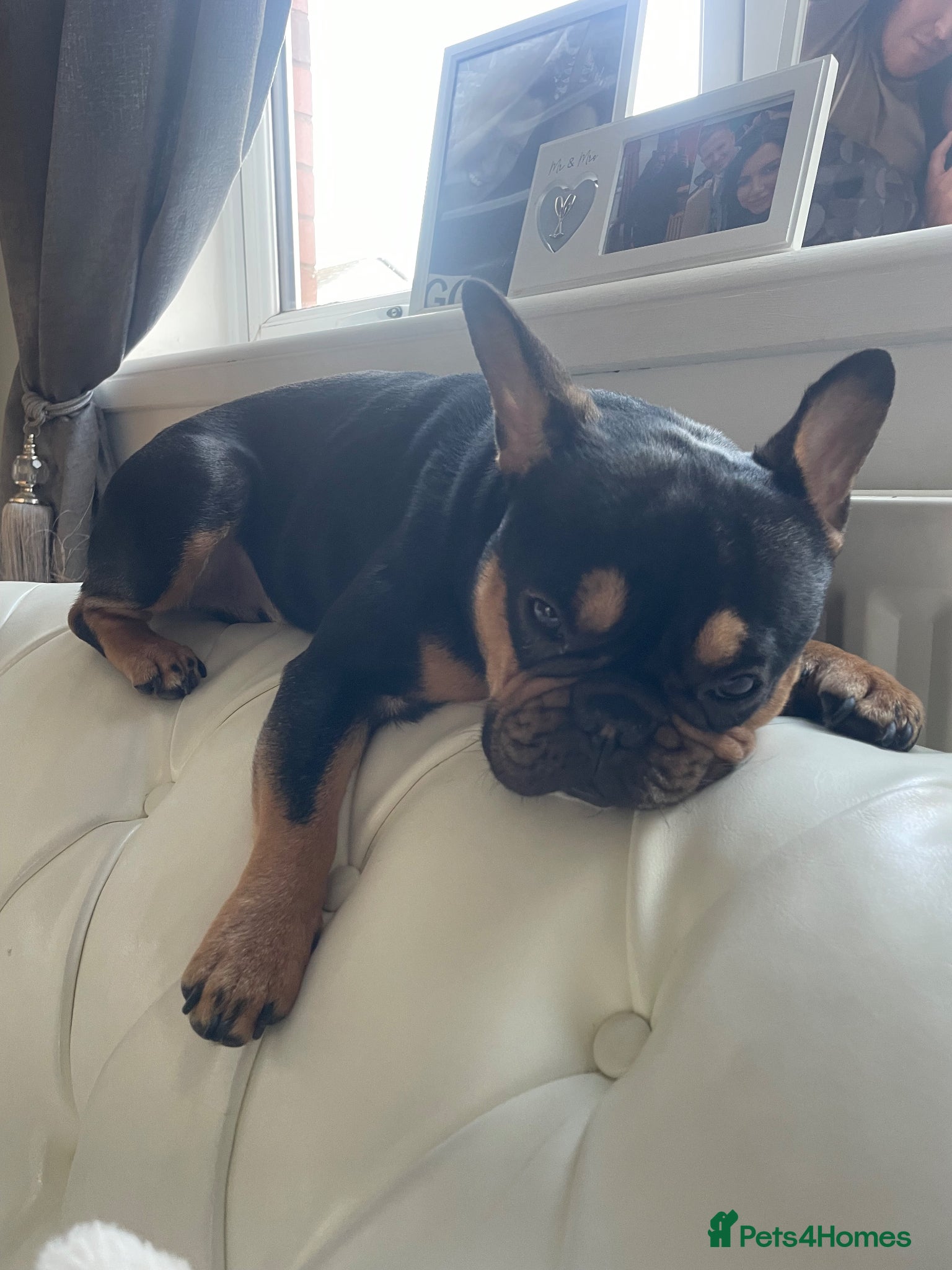 French Bulldog dogs Girl French bulldog  - Advert 3
