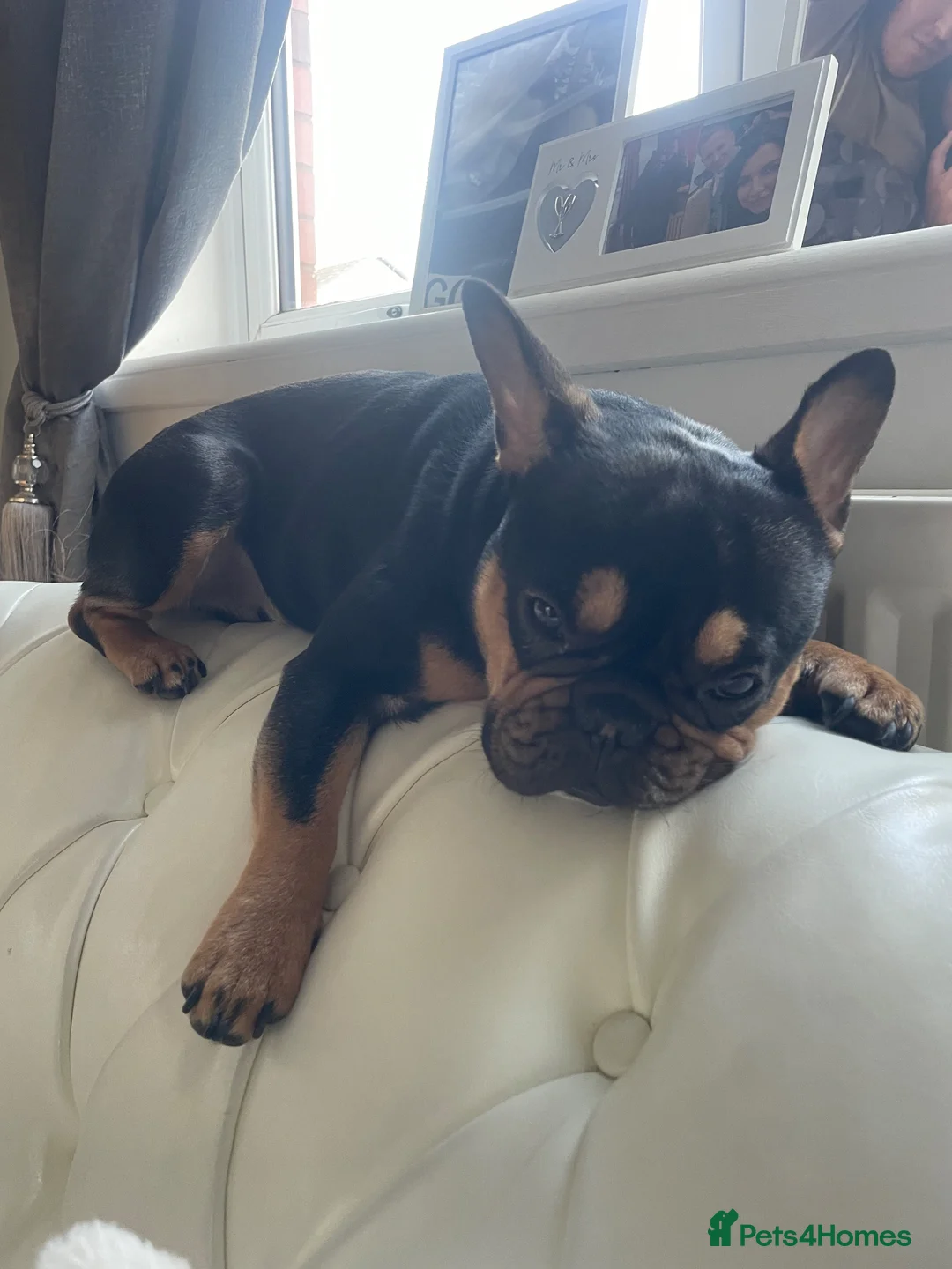 French Bulldog dogs for sale: Girl French bulldog  in Irvine - Advert 1