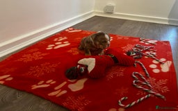 English Bulldog dogs for sale: 🐶✨ English Bulldog Puppies Available! ✨🐶 - Advert 6