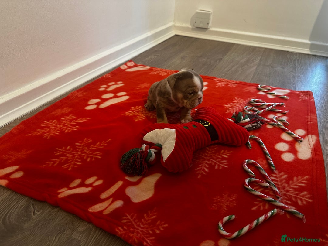 English Bulldog dogs for sale: 🐶✨ English Bulldog Puppies Available! ✨🐶 - Advert 6