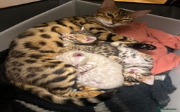 Bengal cats for sale: Pure Bengal Kittens  - Image 2