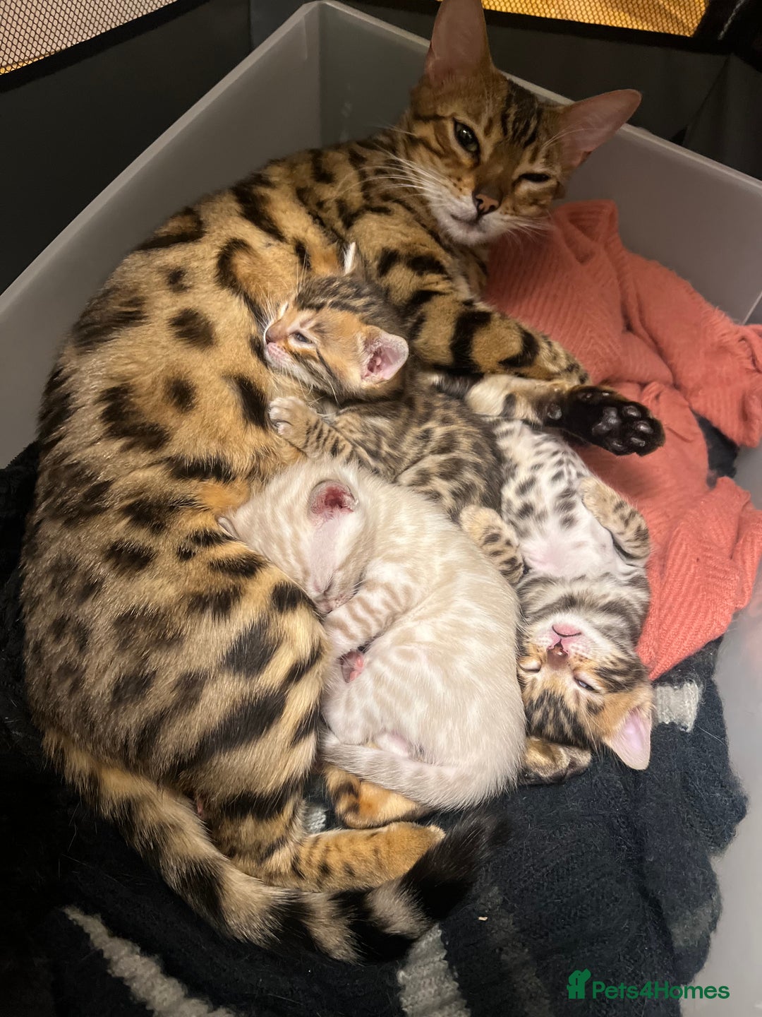 Bengal cats for sale: Pure Bengal Kittens  - Image 2