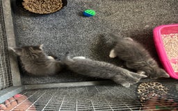 Mixed Breed cats for sale: Beautiful grey kittens - Image 2