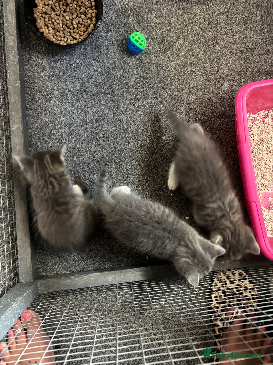 Mixed Breed cats for sale: Beautiful grey kittens - Image 2