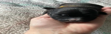 Yellow collar