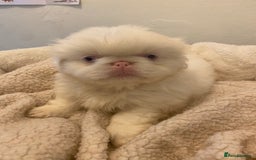 Pekingese dogs for sale: Pink Pekingese puppies  - Advert 12