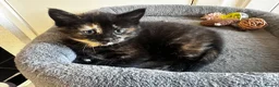 Mixed Breed cats for sale: 4 kittens  - Advert 3