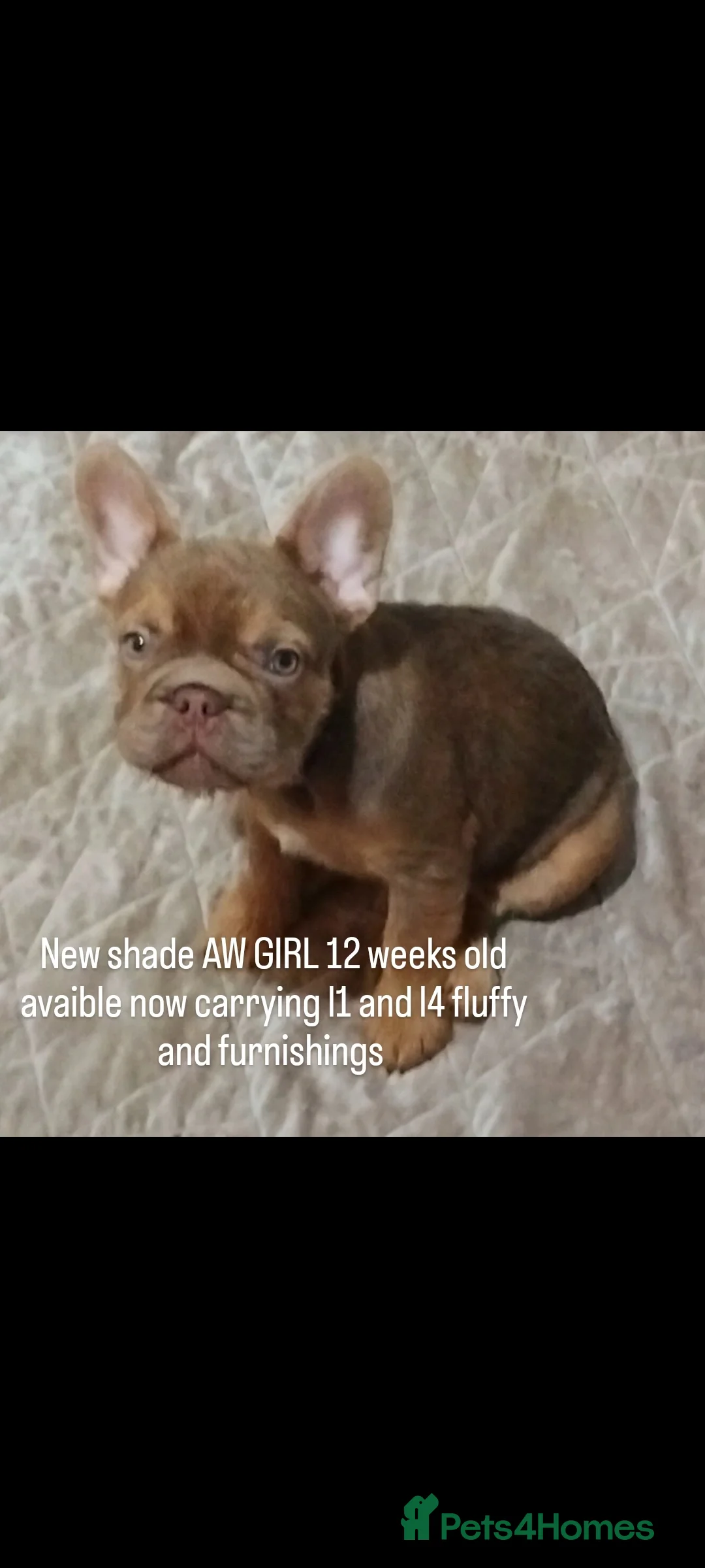French Bulldog dogs for sale: X3  **  fluffy frenchbullog pups   in Burton-on-Trent - Advert 2