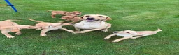 Labrador Retriever dogs for sale: Fox red & Yellow Labrador Puppies  - Advert 14