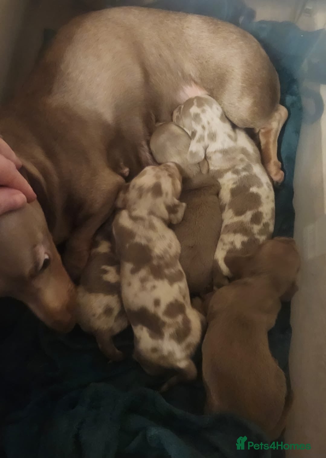 Dachshund dogs Kc registered miniature dachshund puppies - Advert 1