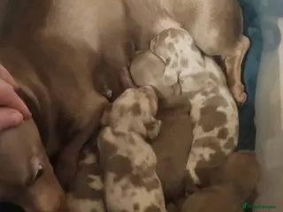 Dachshund dogs Kc registered miniature dachshund puppies - Advert 1