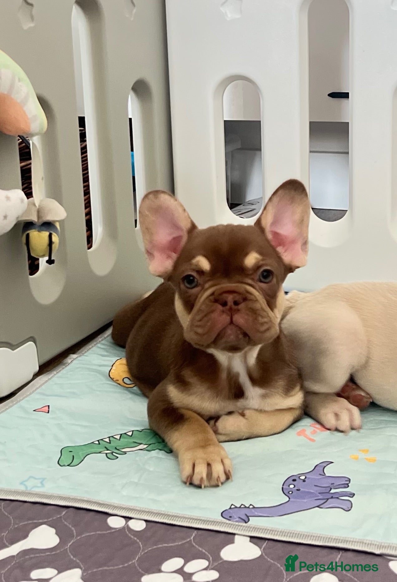 French Bulldog dogs KC French bulldog puppies highly healthed parents - Advert 1