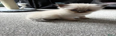 Ragdoll 4