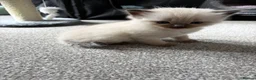 Ragdoll cats for sale: Ragdoll/Cherubim blue eyed kittens in Hinckley - Advert 14