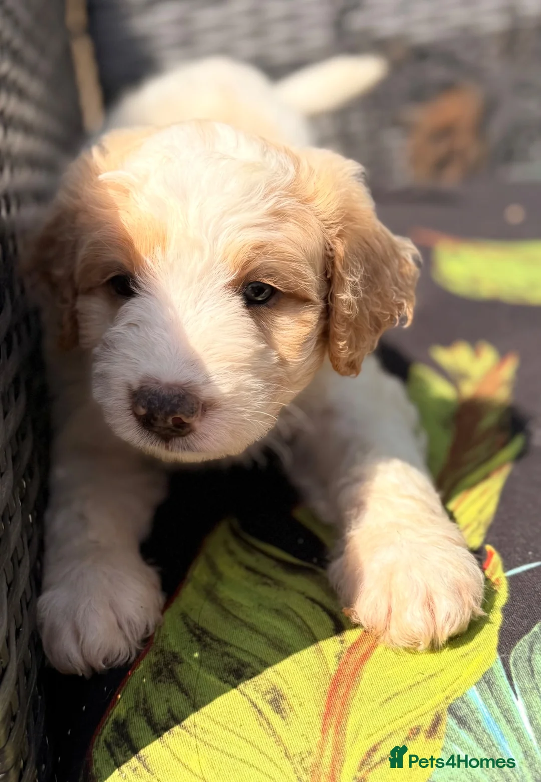 Australian Labradoodle dogs for sale: Australian double doodle puppies  - Advert 2